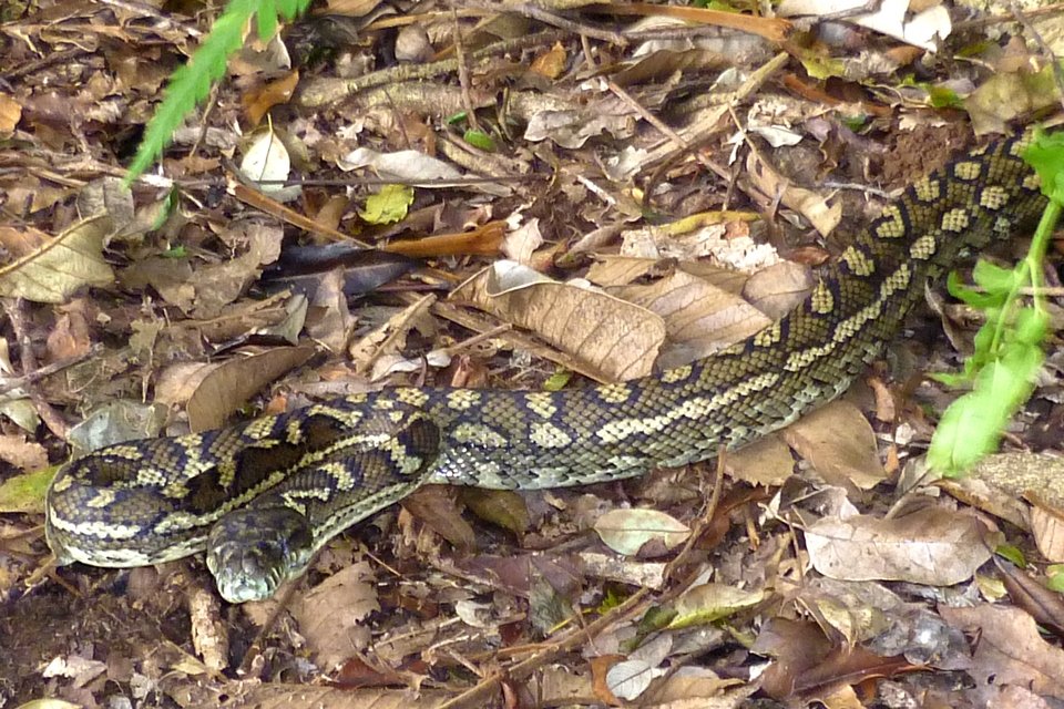 Carpet Python (Morelia spilota)